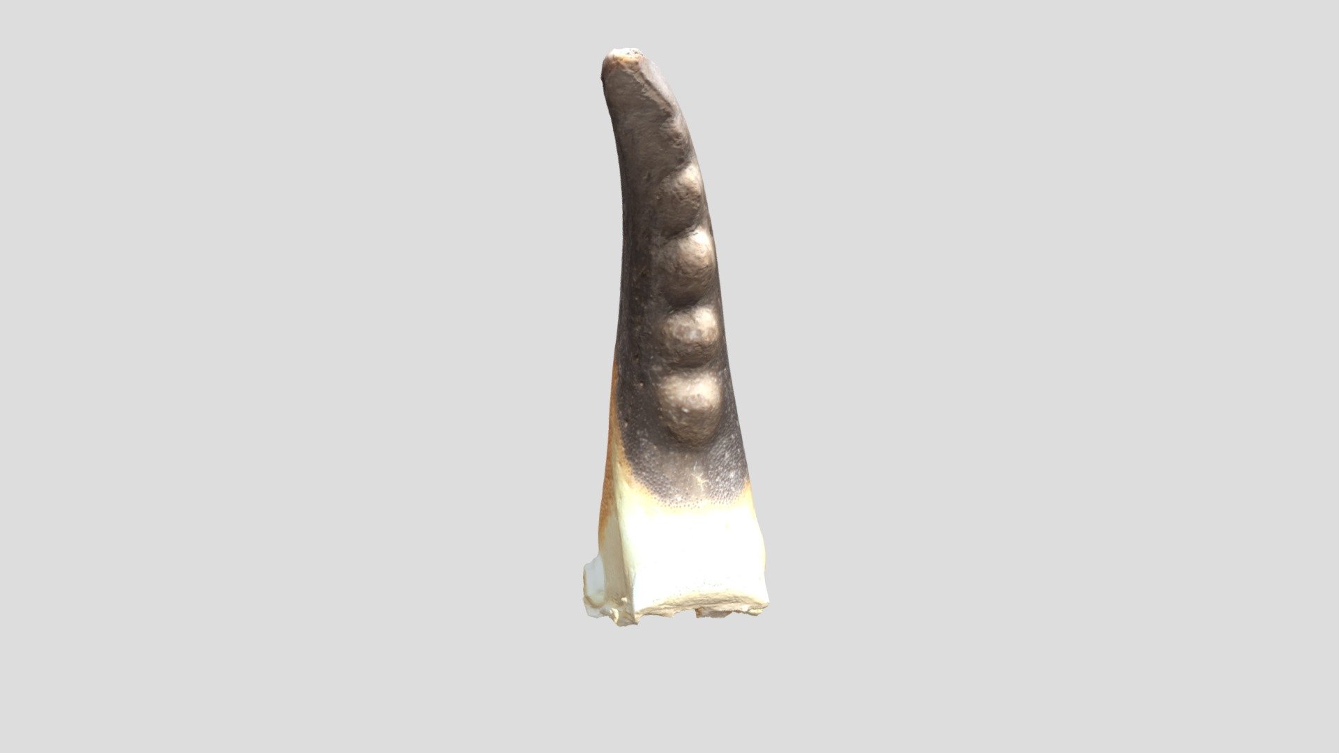Claw D - 3D model by Lapis Design (@LapisDesign) [e672259] - Sketchfab
