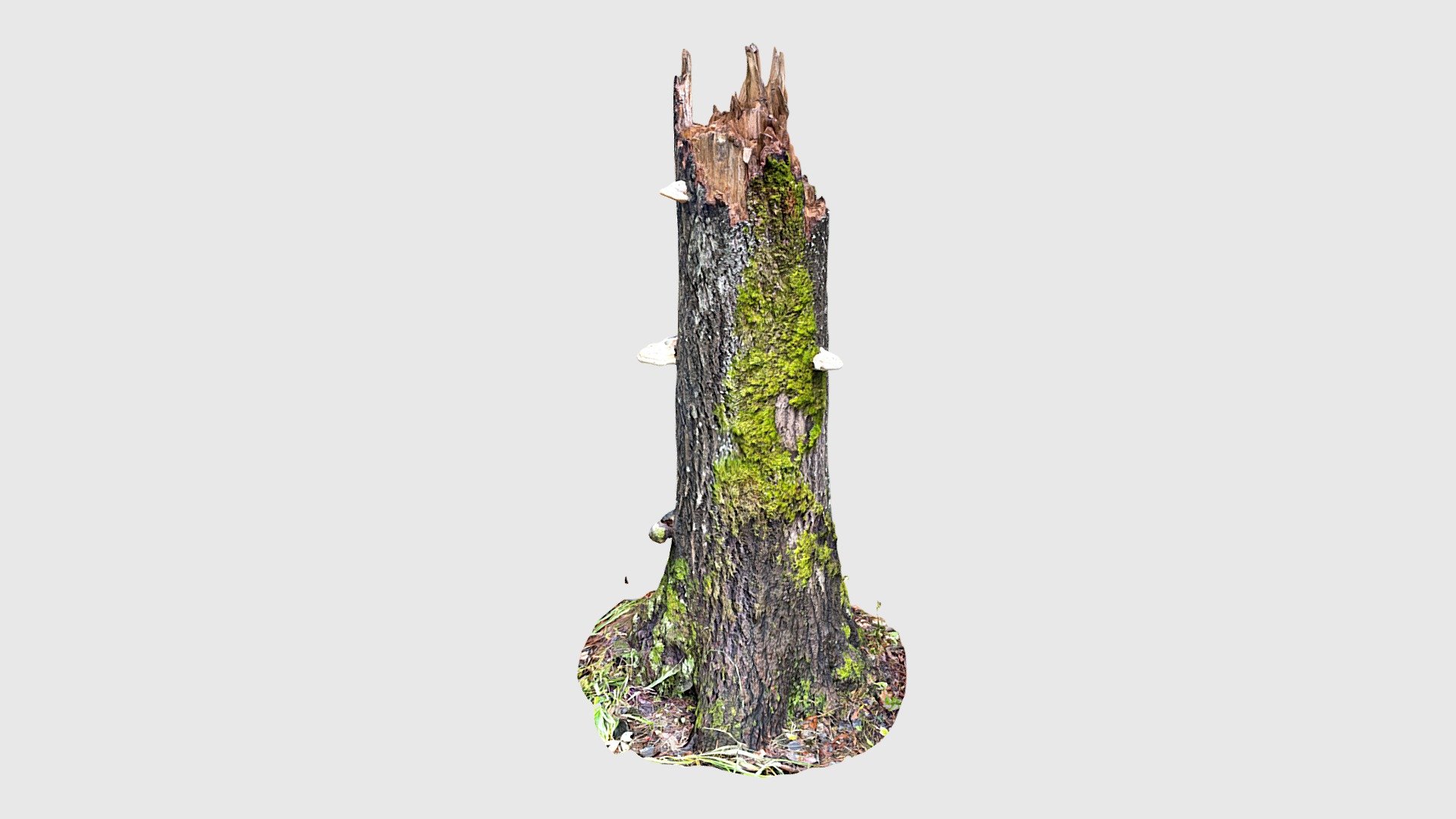 Tree trunk with mushrooms