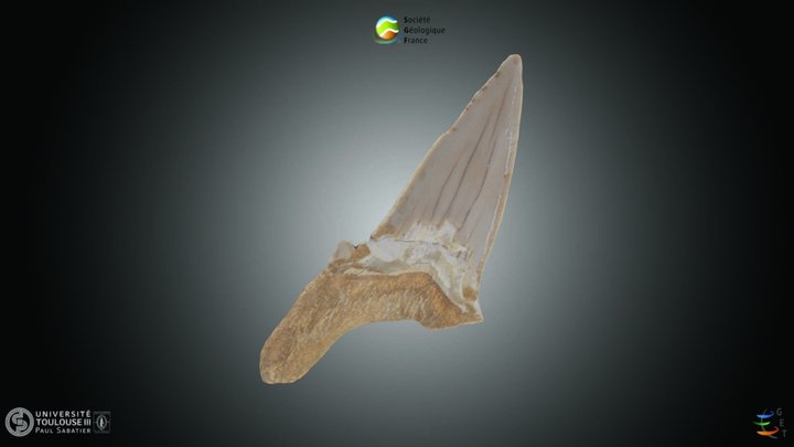 Chondrichtyen - Otodus obliquus – Kostenloses 3D-Modell STL