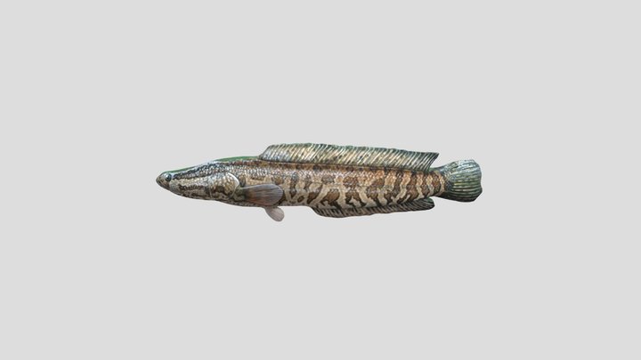 黃金眼鏡蛇雷龍 3D Model