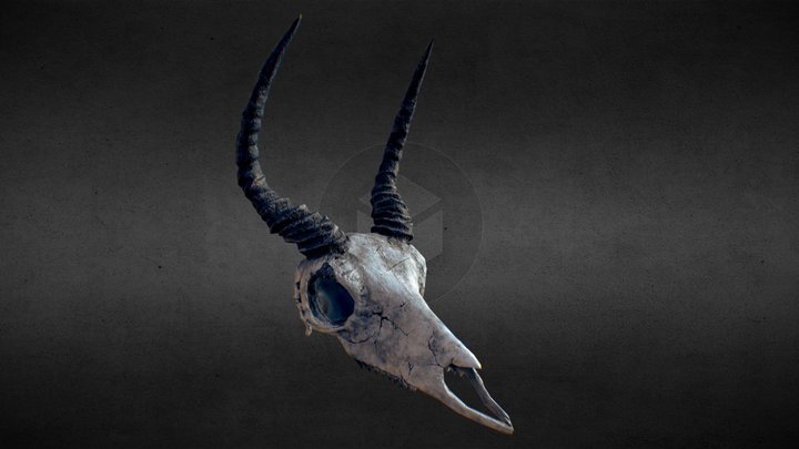 Rare Gazelle Skull – Modello 3D gratuito STL