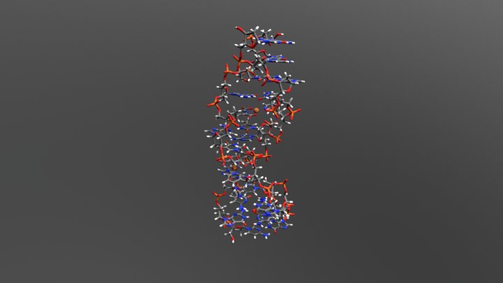 Z-DNA 3D Model