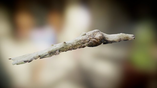 Photogrammetry Root #1 [LP] 3D Model