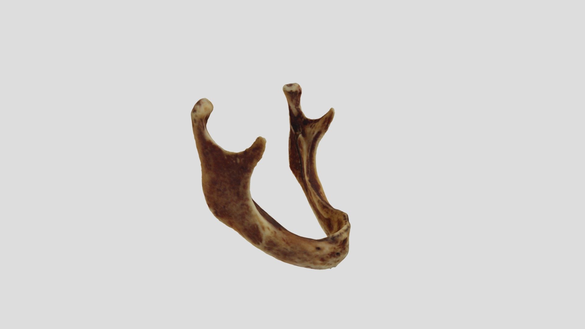 Mandíbula 2