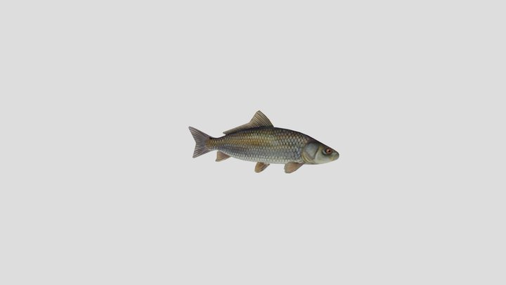 Nilem (Osteochilus vittatus) 3D Model