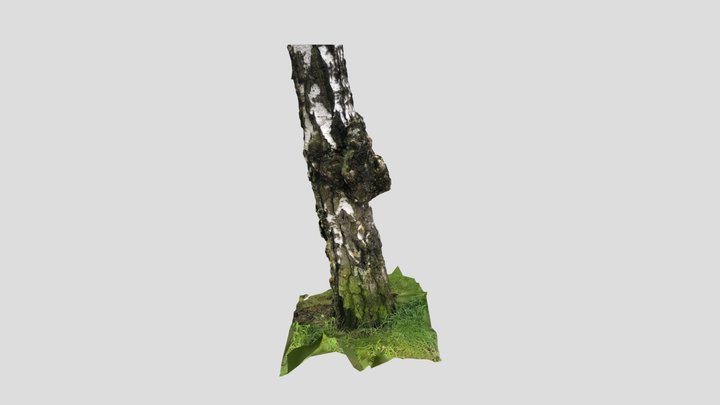 Tree 3D Model