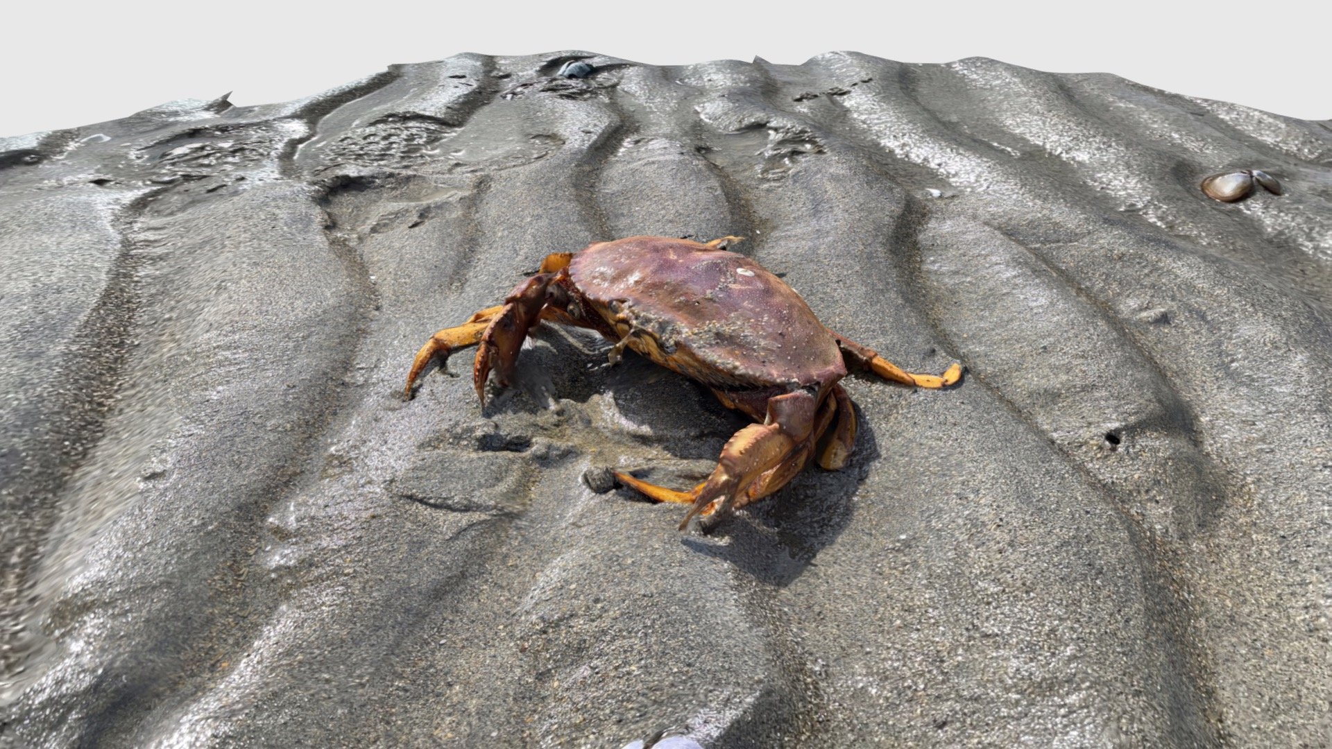 Crab