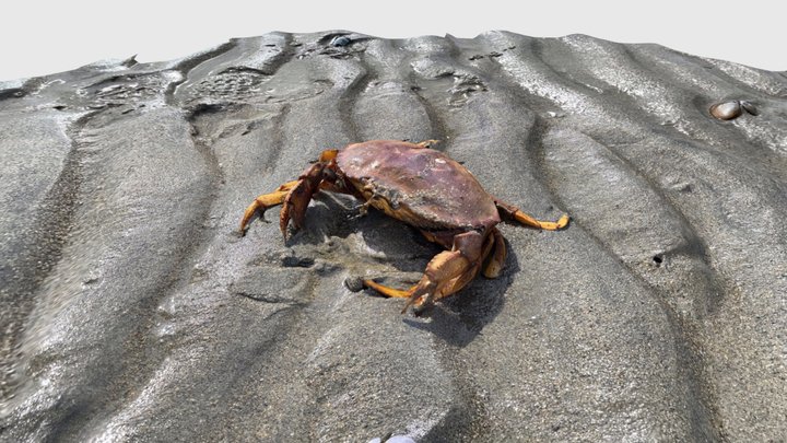 Crab 3D Model