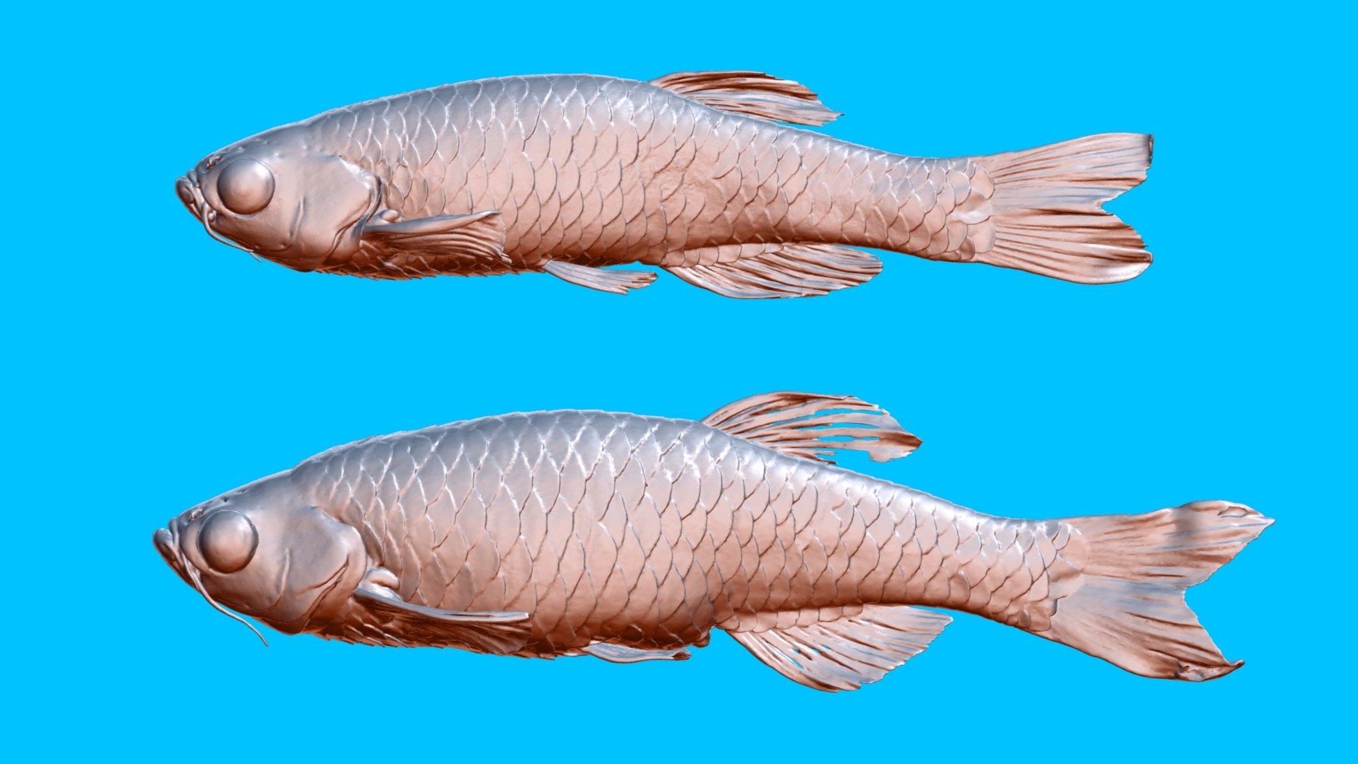 Zebrafish_female &male - 3D model by 3D Imaging Room in NIG (@amaeno