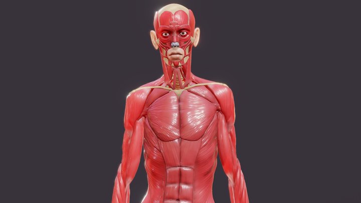 Full Body Anatomy 3D Model