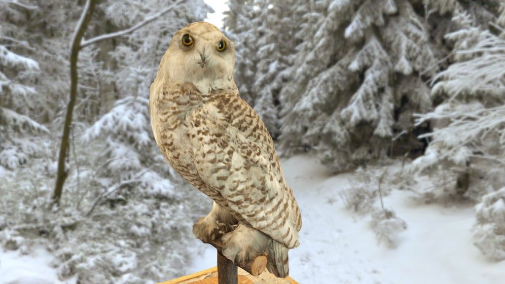 Snowy Owl (with sound)