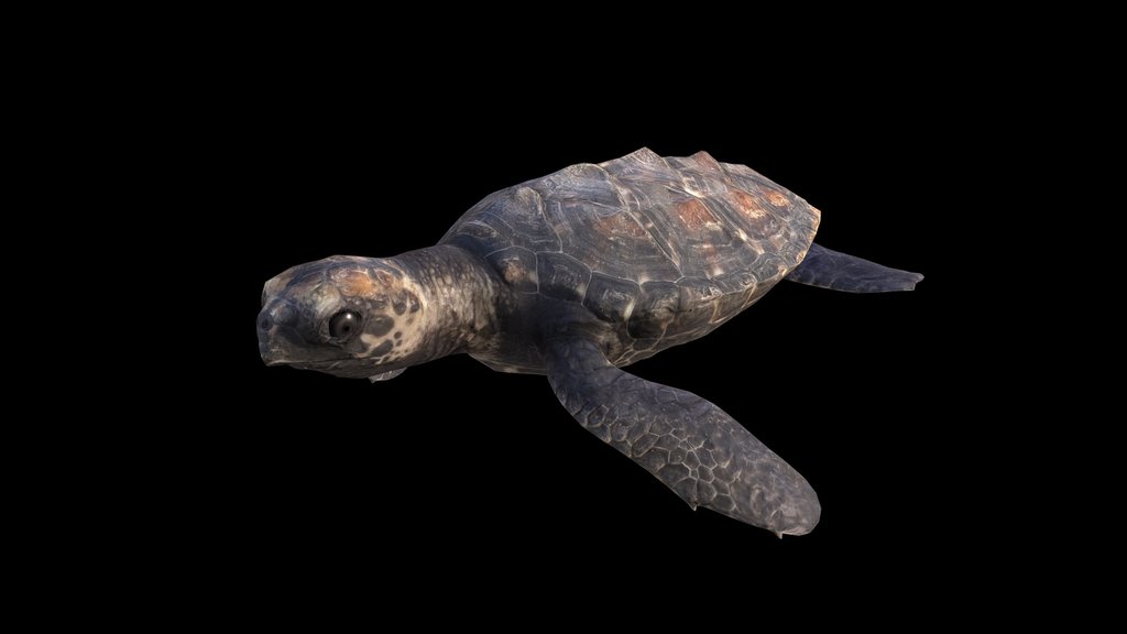 Model 50A - Hawksbill Sea Turtle