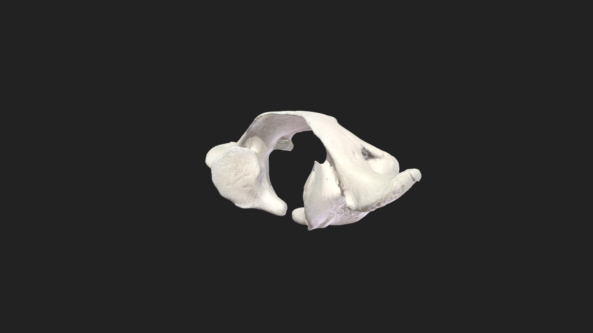 atlas dog (incompletely closed) - 3D model by vetanatMunich [e695810 ...