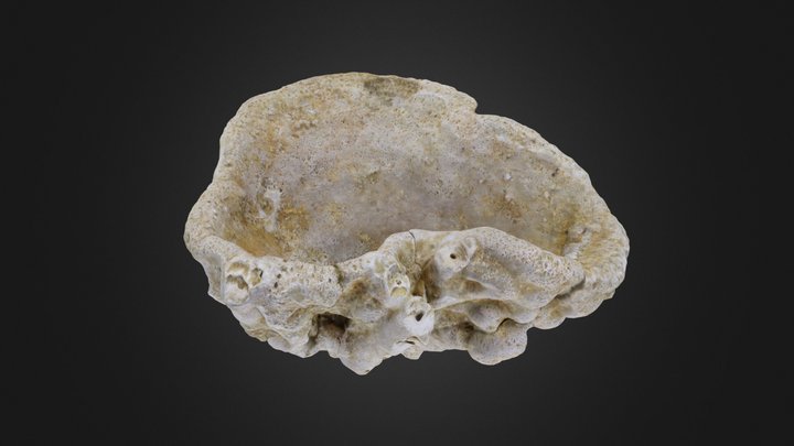 Porifera: Raphidonema farringdonense (PRI 45561) – Free 3D Model STL