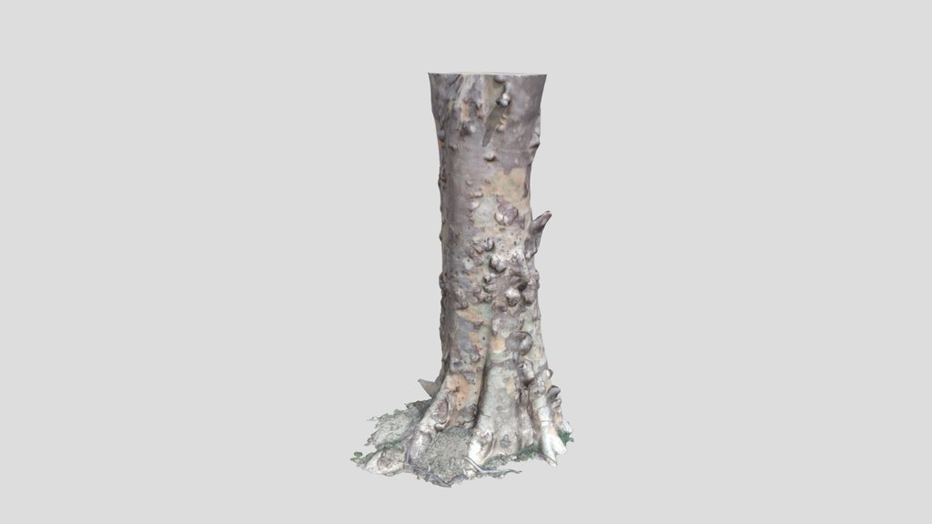 Tree Trunk Scans