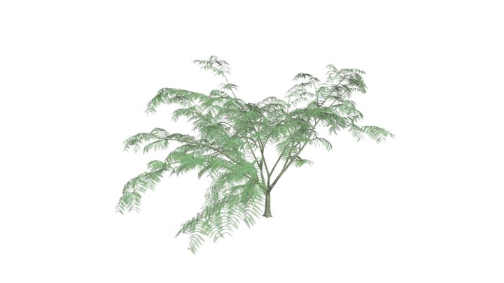Mimosa Tree #08 3D Model