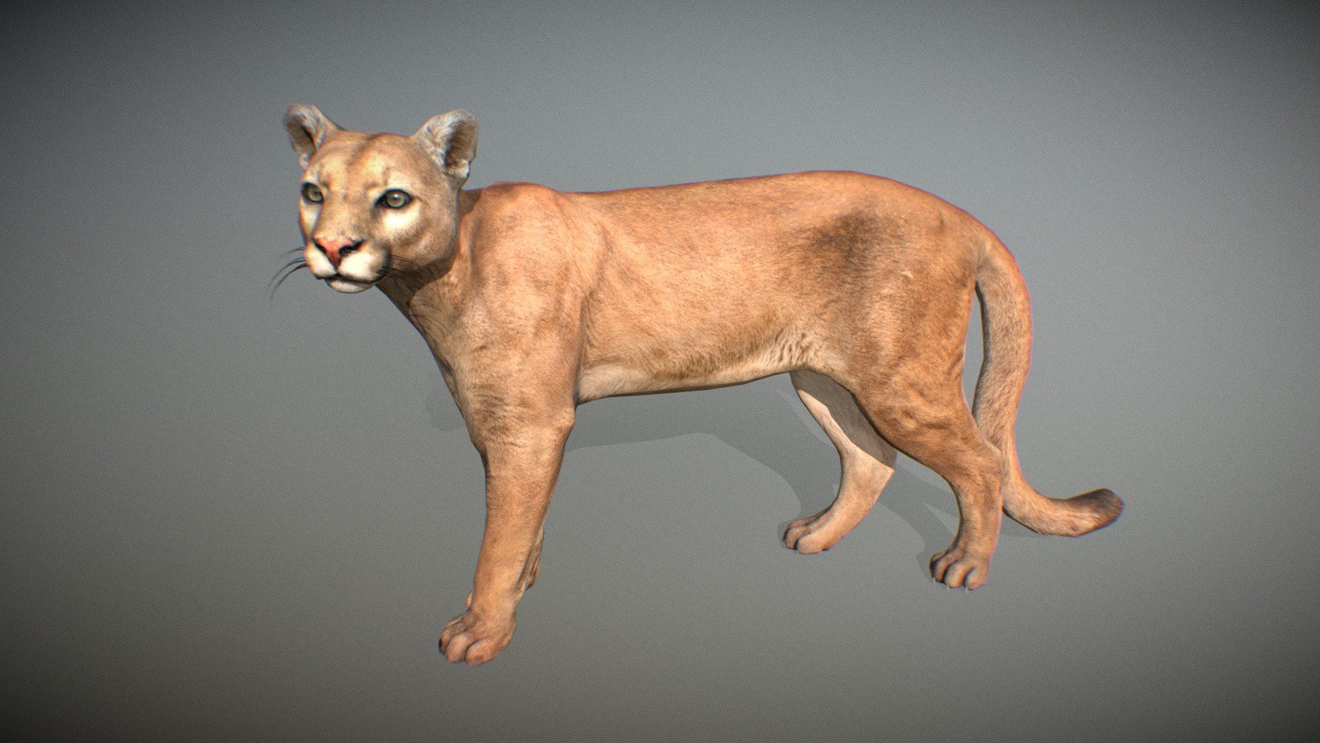 animalia-cougar-male-3d-model-by-gim-gamesinmotion-e69ee91
