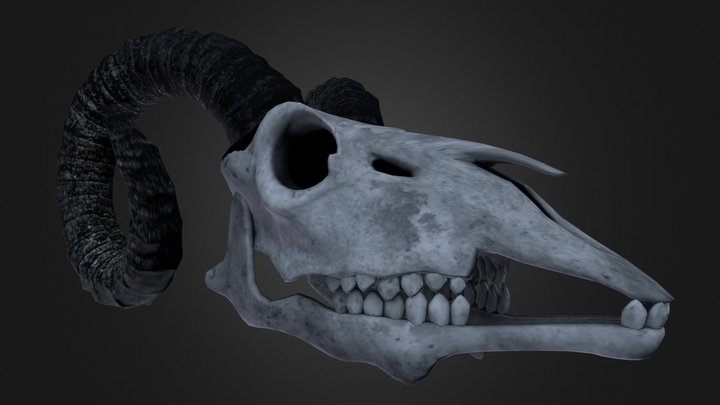 Goat Skull 3D Model