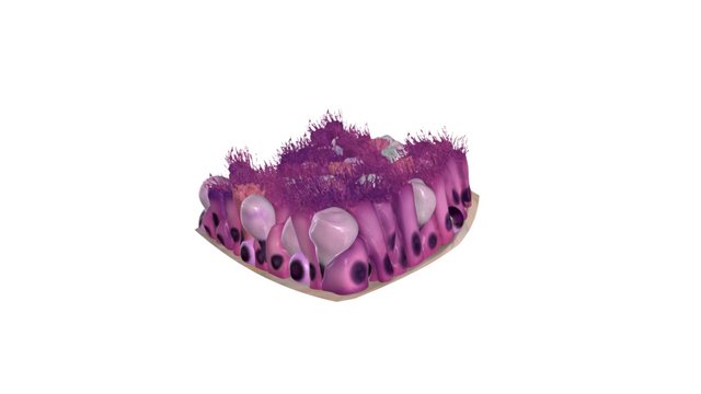 Epithelium of the trachea (reduced file size) 3D Model