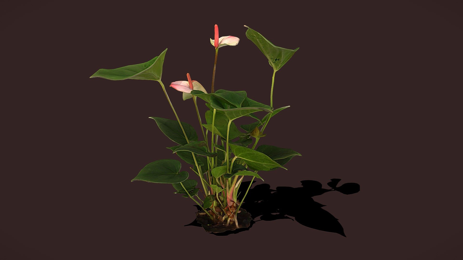 Anthurium