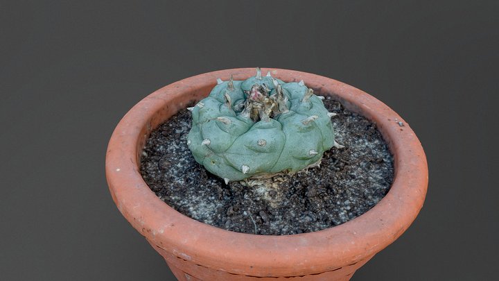 Cactus in pot Lophophora diffusa