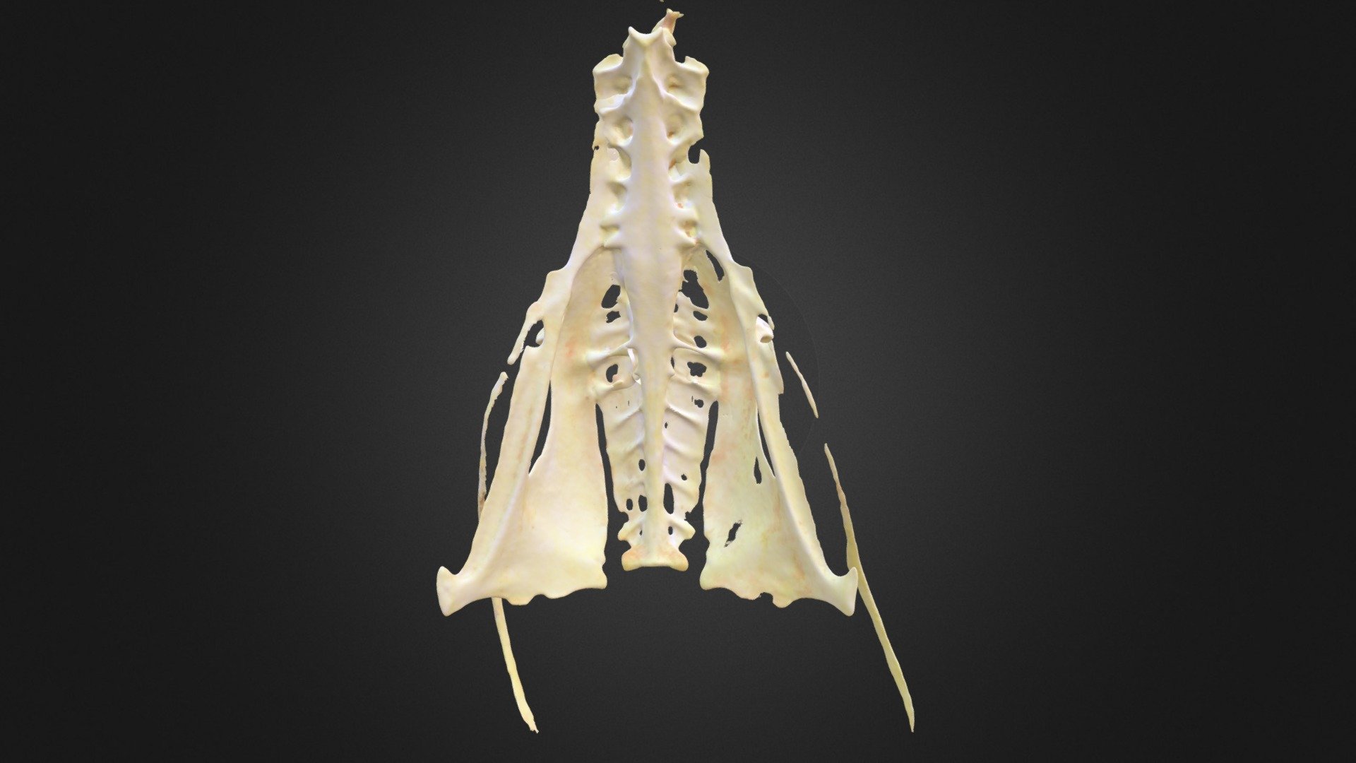 Anas penelope, pelvis — Sketchfab embed 3D viewer