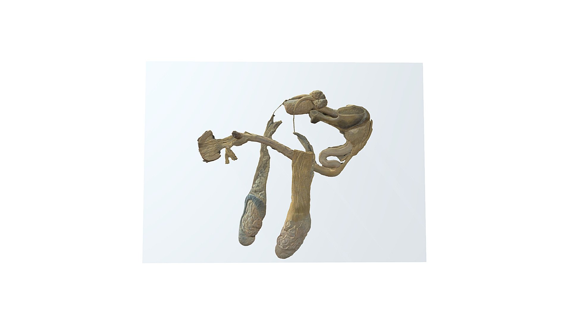 Small ruminant, reprod. organs/male (plastinate) - 3D model by Vetanat ...
