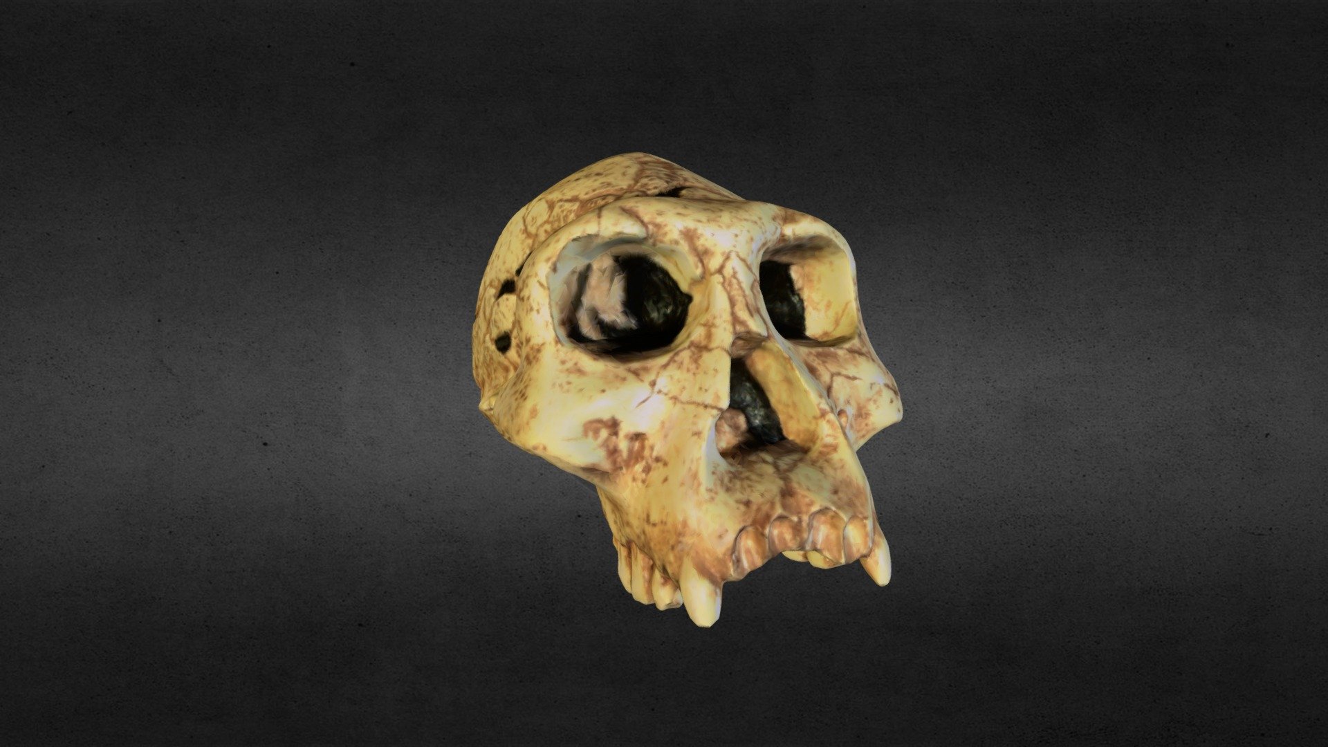 Skull — Sketchfab embed 3D viewer