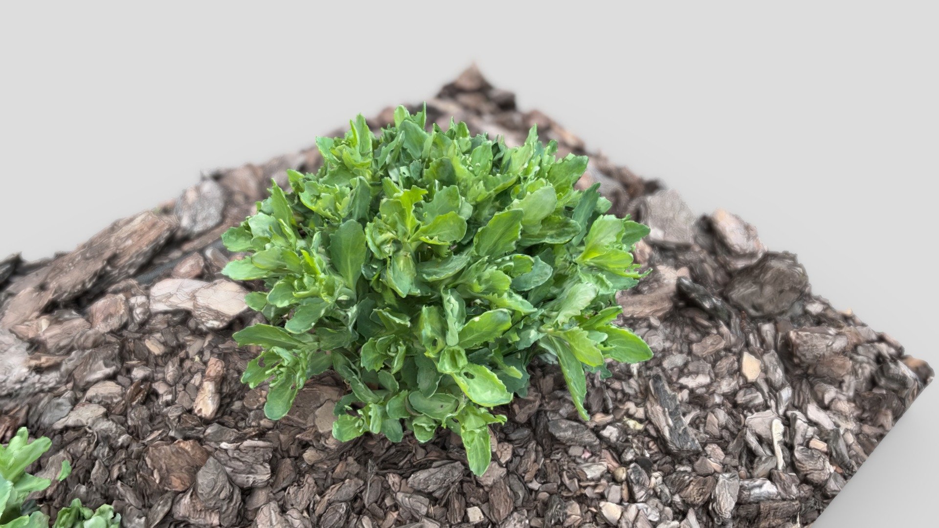 Plant - RealityScan