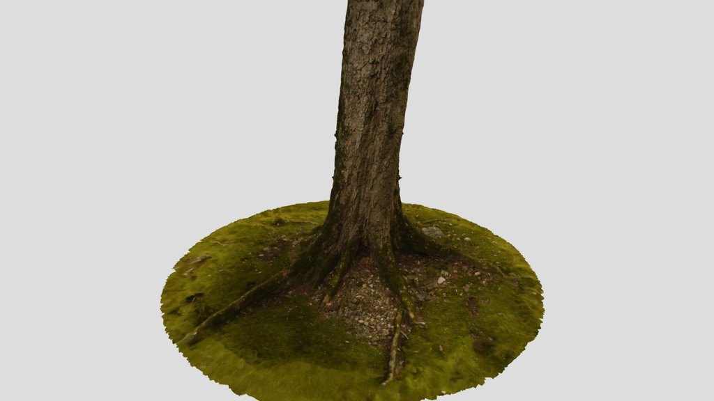 CC0 イチイガシ Ichi Oak Tree, Quercus gilva