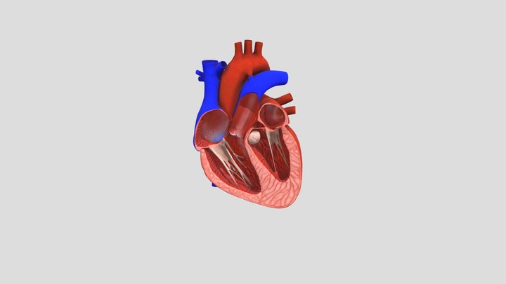 Human_heart_3d_model 3D Model