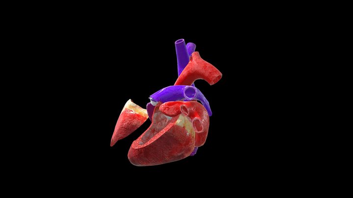 3d_animated_heart_anatomy_with_cross_section 3D Model