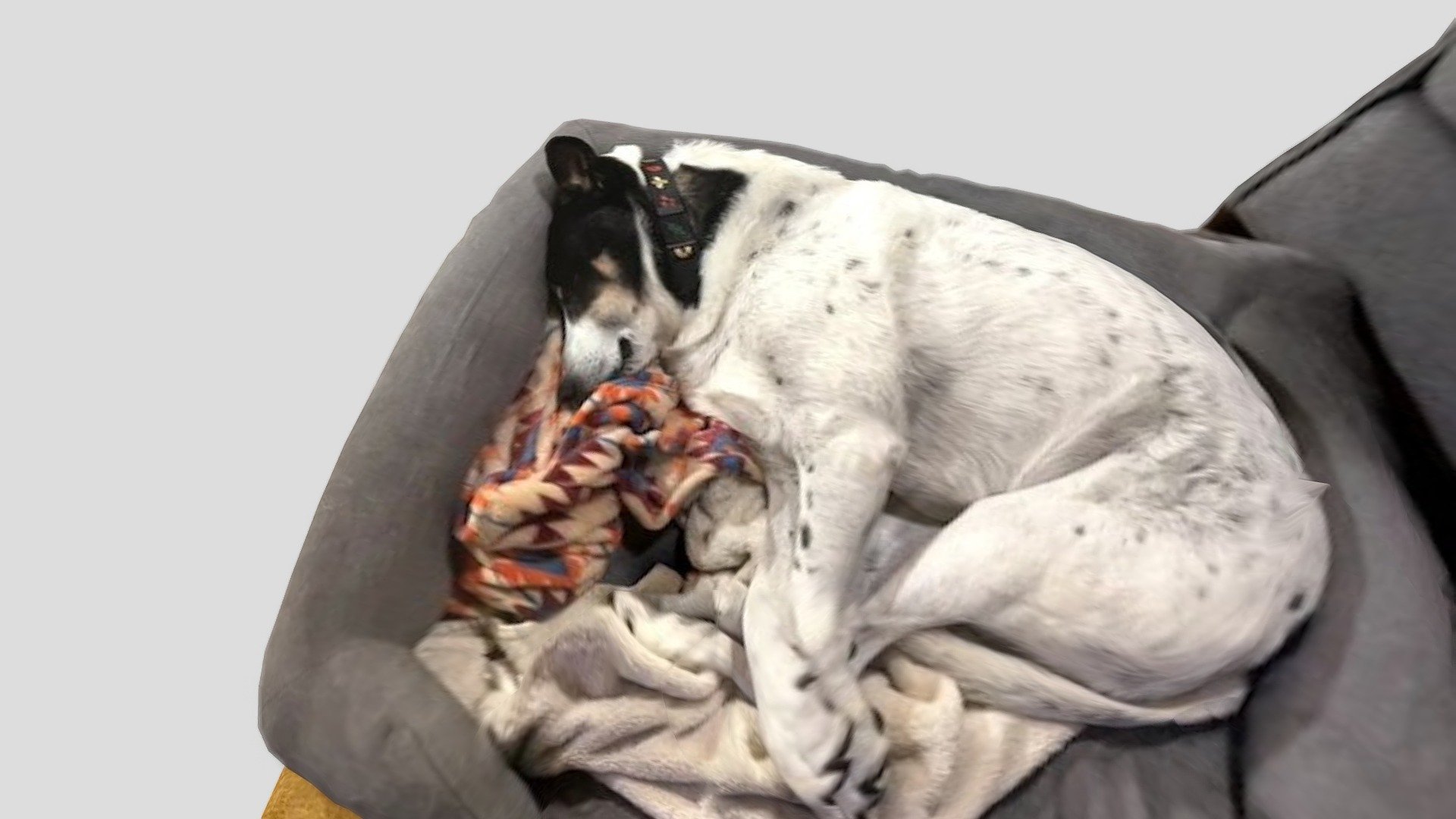 37: Sleeping Dog