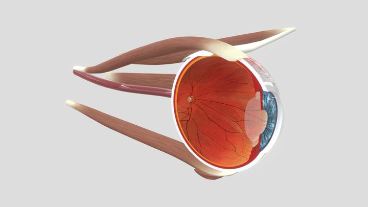 Human Eye Anatomy section only 3D Model
