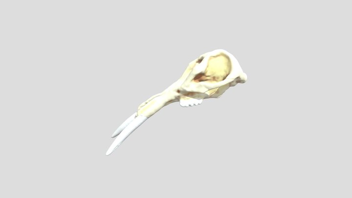 Platybelodon Skull 1 3D Model