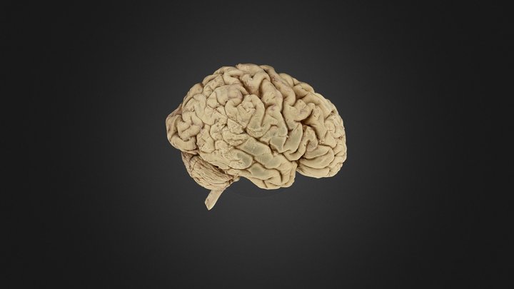 Brain With Second Section 3D Model