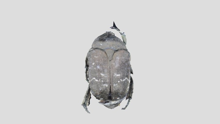 ハナムグリ 3D Model
