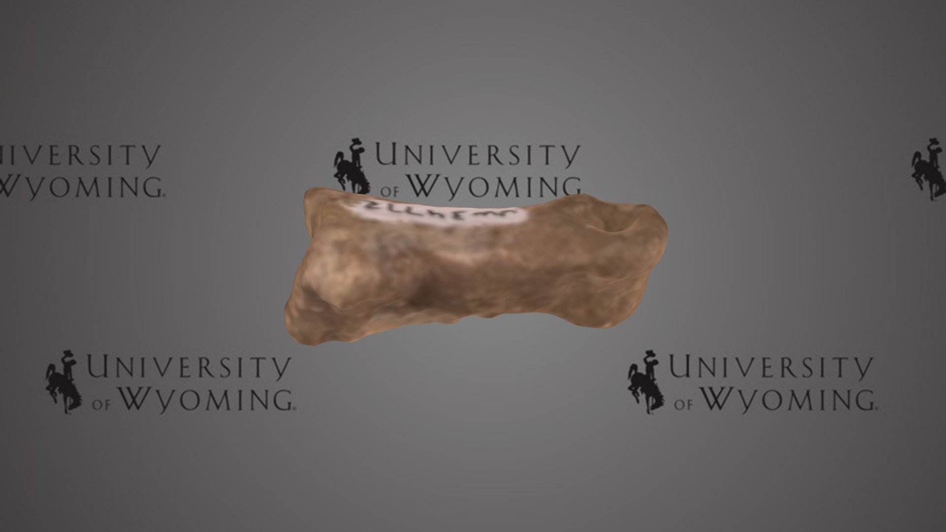 UW 34772 G - Isectolophus, Skeletal Element