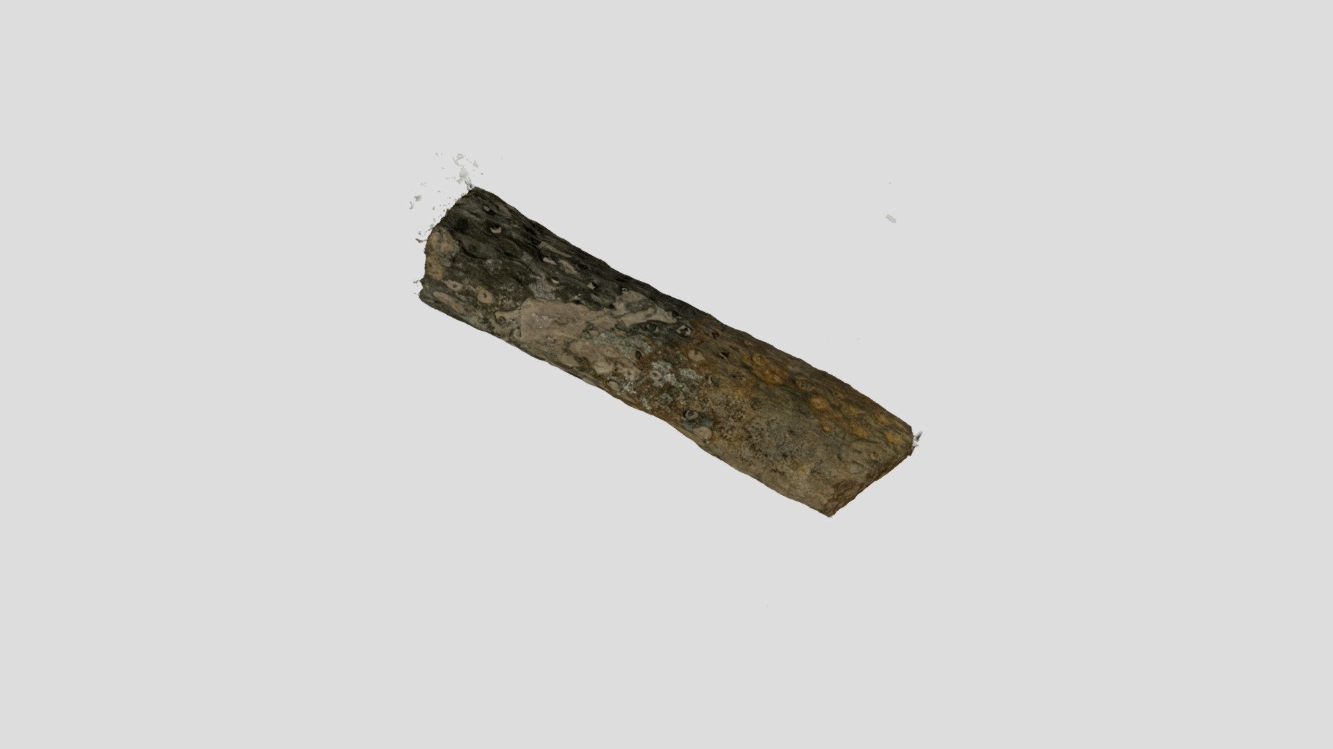 Fossils 15
