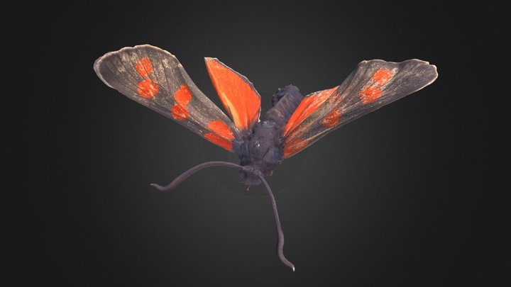 Zygaena filipendulae – Free 3D Model STL