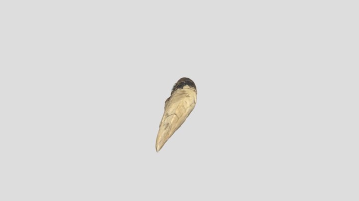ティラノサウルスの歯 3D Model