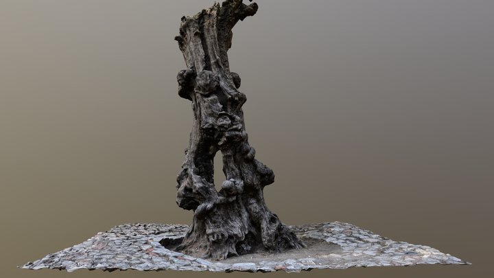 Old Olive Tree 3D Model