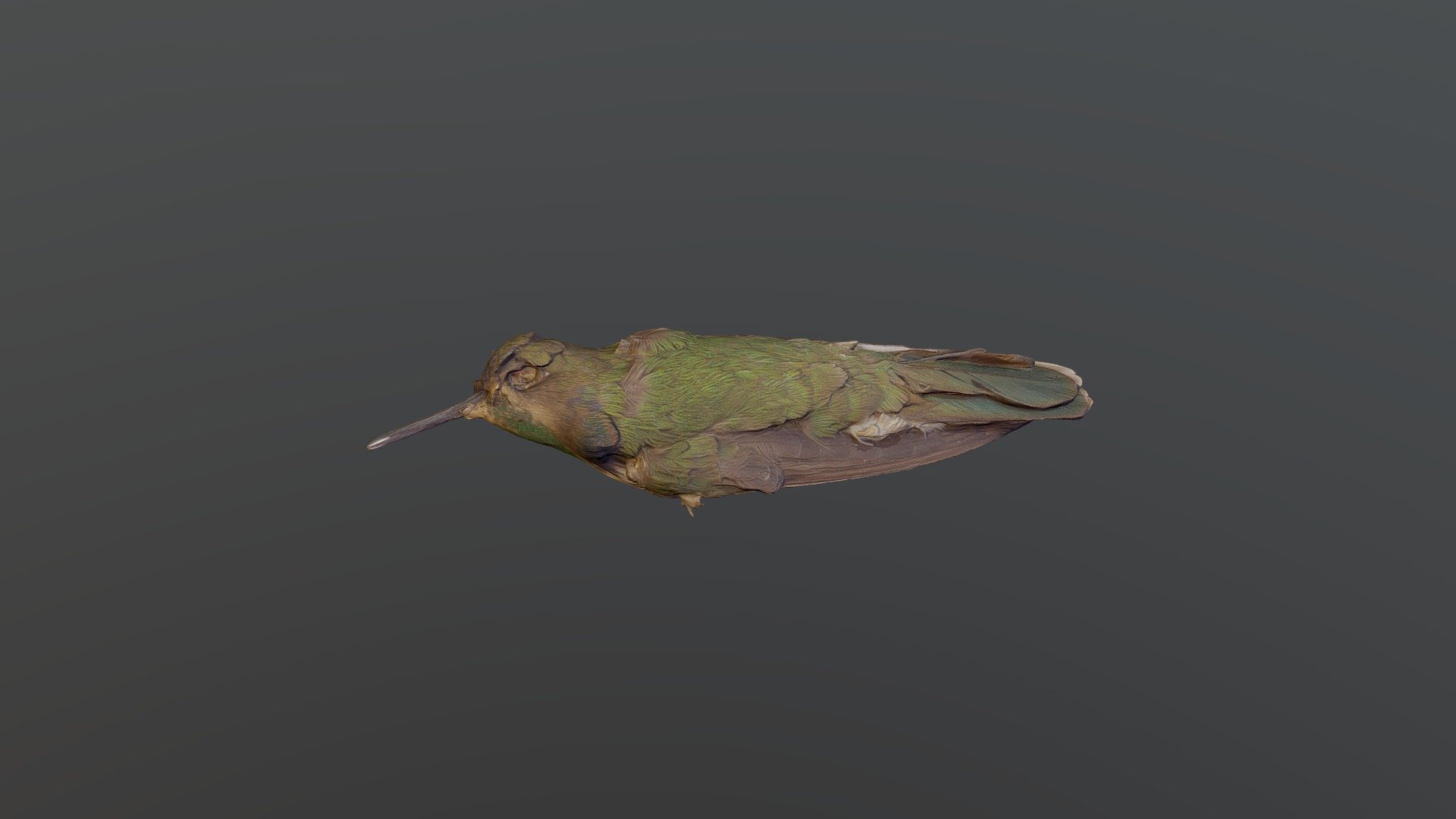 Hyacinth Visorbearer - Augastes scutatus