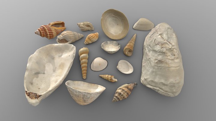 Seashells 3D models - Sketchfab