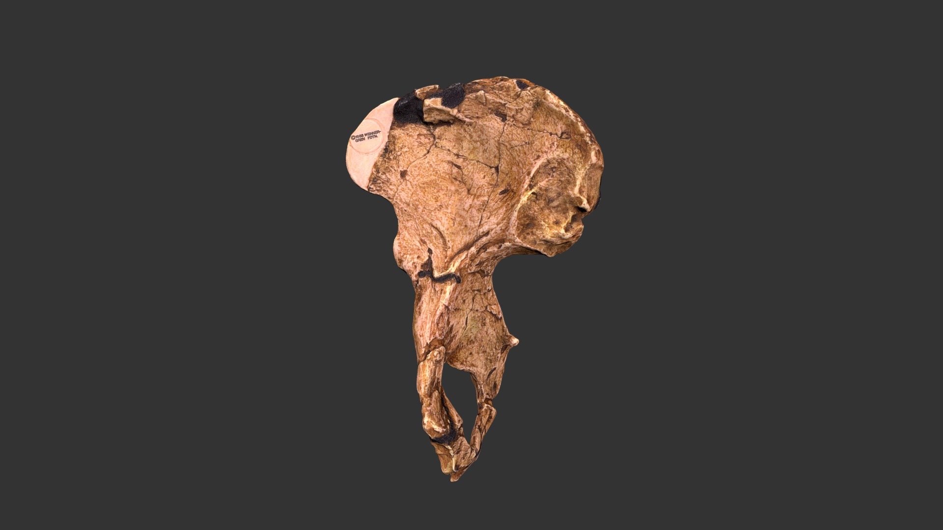 Australopithecus africanus (2501.1rp18)