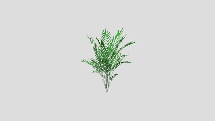アレカヤシ｜中ポリゴン4｜3344｜H1000 3D Model