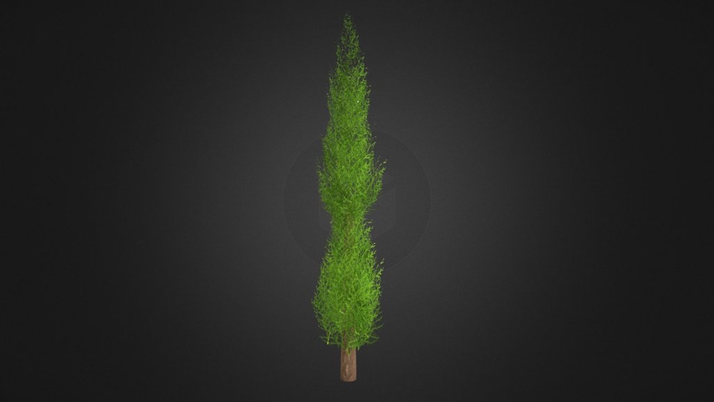 Low Poly Cypress Tree
