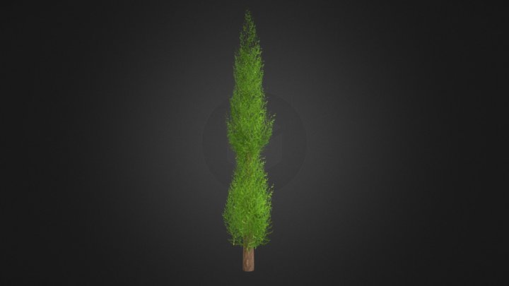 Low Poly Cypress Tree 3D Model