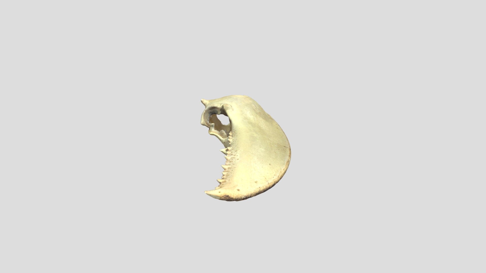 The Claw