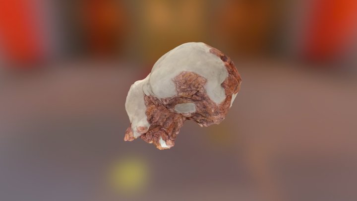 Homo Habilis Skull 3D Model